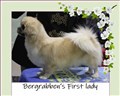 Bergrabbens First Lady f.2017.jpg